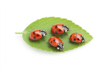 Fototapeta premium Four vibrant ladybugs resting on a green leaf, showcasing nature's beauty in a clean, white background