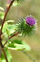 the prickly balls are purple burdock flowers