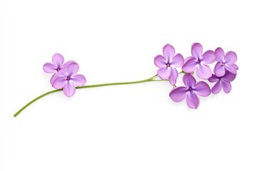 Obraz premium Delicate purple flowers arranged elegantly on a white background, showcasing their beauty and simplicity