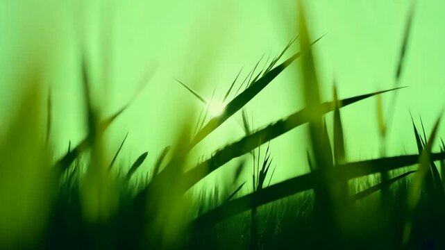 Green grass silhouette on light background. Minimalist natural concept. Outdoor shot with copy space. For website background, design, presentation.
