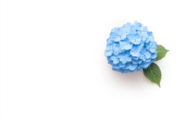 Beautiful blue hydrangea flower positioned on a white background, showcasing its vibrant color and delicate petals