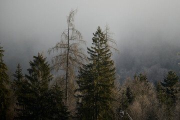 Day Light. Beautiful winter landscape on the mountains in Ruhpolding in Bavaria, Germany