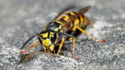 wasp on the wall
