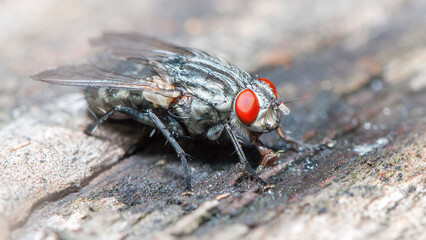 fly on a red leaf