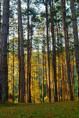 Peaceful forest bathed in golden sunlight, with tall trees casting long shadows on the ground.