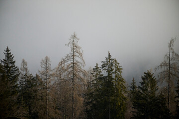 Day Light. Beautiful winter landscape on the mountains in Ruhpolding in Bavaria, Germany