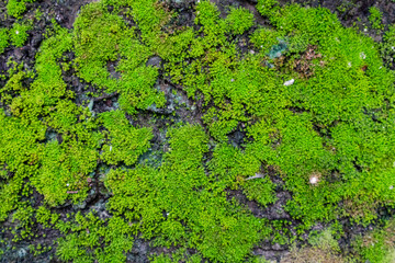 Green moss on the cement floor. Outdoors.