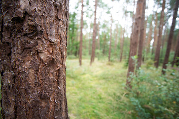 Enchanting Forest in Poland