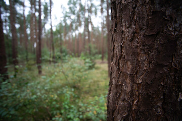 Enchanting Forest in Poland