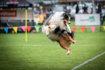 Disc dog jumping in the air