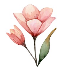 Delicate pink magnolia flowers with soft petals and green leaves in a simple elegant arrangement