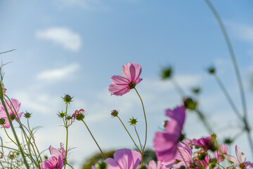 秋の澄んだ空に揺れるピンクのコスモス