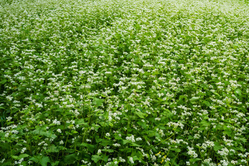 lush buckwheat field during flowering