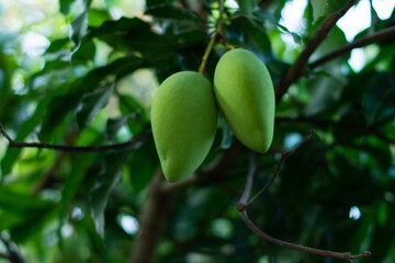 Mangoes, fresh fruit from the tree, green fruit with sour taste, mango trees are bearing fruit.