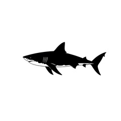 Obraz premium shark vector illustration