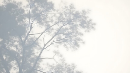 Abstract natural tree leaves shadow on white wall background