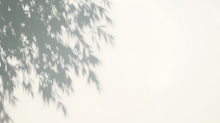 Obraz premium Abstract natural tree leaves shadow on white wall background