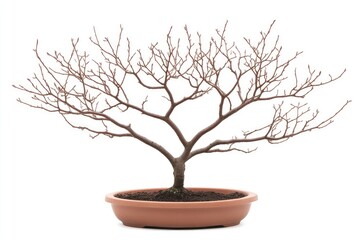 A bare bonsai tree with intricate branches displayed in a simple pot against a white background