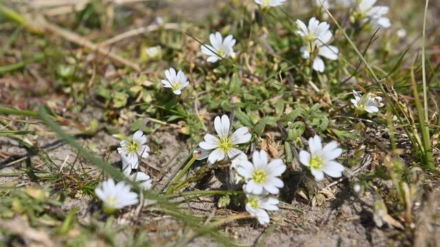 Ouddorp The Netherlands. 
Akkerhoornbloem Cerastium arvense  field mouse-ear and field chickweed