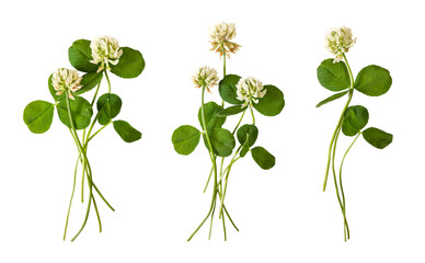 Clover herb set: wild clover, white clover. Top view on white background. Clover  flowers with leaves isolated on white background.	
