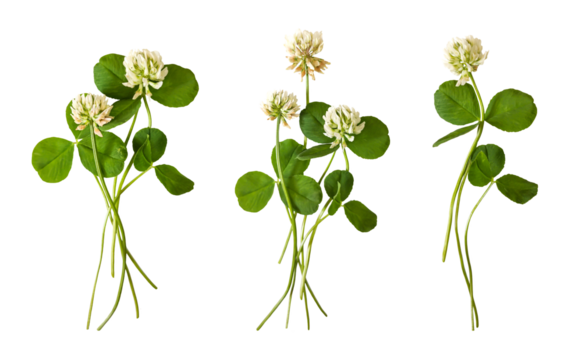 Clover herb set: wild clover, white clover. Top view on white background. Clover  flowers with leaves isolated on white background.	
