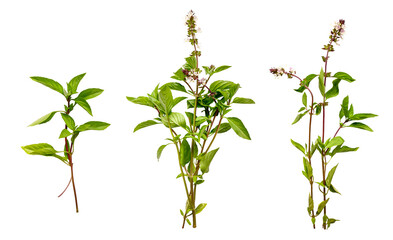 Basil set isolated on a transparent background. Fresh rosemary on white background. Flat lay, top view.