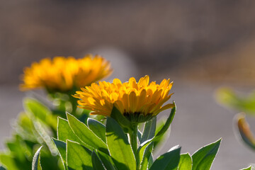 陽光を浴びる黄色いカレンデュラ