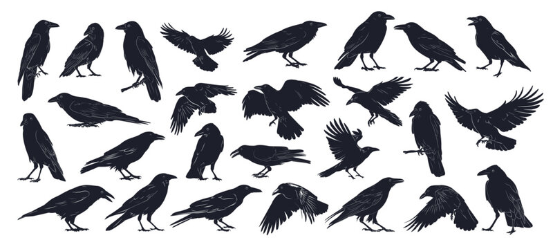 crows silhouette monochrome set. black raven, bird dark gothic symbol tattoo nature flight vector illustration
