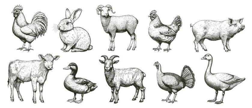 domestic cattle drawing set. rooster chicken rabbit hare horse goat pig sheep duck goose turkey cow donkey engraving monochrome, farming milk meat fur agriculture vector illustration