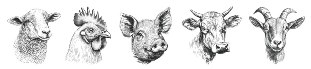 domestic cattle head drawing. sheep chicken pig cow goat engraving black and white monochrome, stroke sketch pencil ink agriculture farm animal husbandry vector illustration