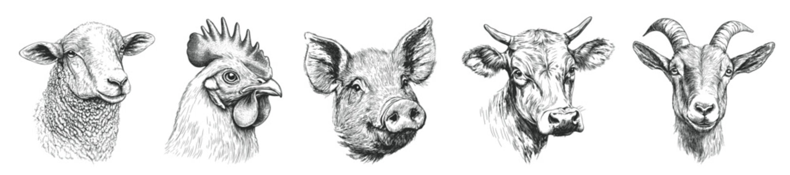 Naklejki domestic cattle head drawing. sheep chicken pig cow goat engraving black and white monochrome, stroke sketch pencil ink agriculture farm animal husbandry vector illustration