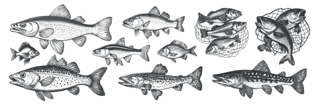 fish engraving set monochrome. pike zander perch trout, fishing fisherman sea river predatory fishery food nature catch net sketch vector illustration