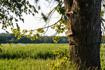 tree in the meadow
