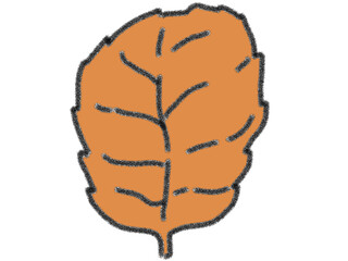 leaf isolated on white