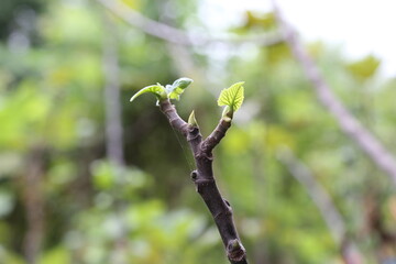 The fig tree has beautiful new leaves after being cut off. It has created new leaves and started a new life.