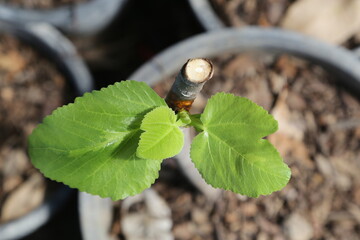 Fig tree plant new life after budding,budding and grafting technique are similar for plant propagation effectively.