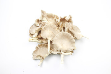Oyster mushroom isolated on white background.