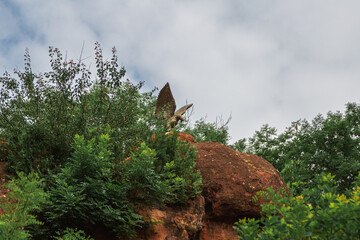 Eagle sculpture monument at the Red Stones, a landmark of the Kislovodsk National Park. Russia