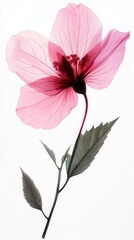 Fototapeta premium Delicate Pink X-Ray Floral Print - A Stunning Botanical Art Piece