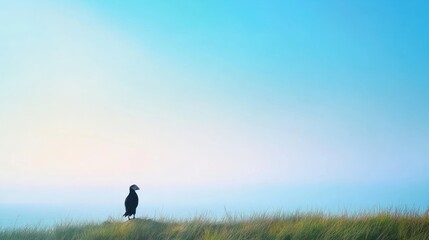 Fototapeta premium A solitary puffin perched on grassy coastal dunes