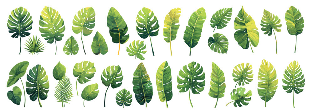 tropical leaves set cartoon. monstera palm banana green leaf, plant tropics exotic element decoration design summer vector illustration