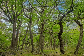 Typical forest impression along the trail to Laguna Torre