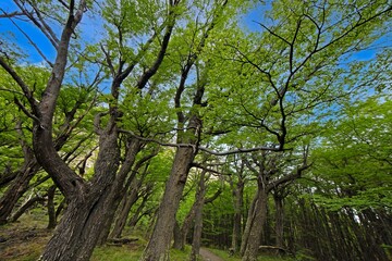 Typical forest impression along the trail to Laguna Torre
