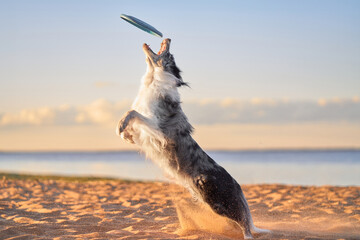 A Border Collie leaps up to catch a frisbee on the beach during sunset, framed by the vibrant sky....