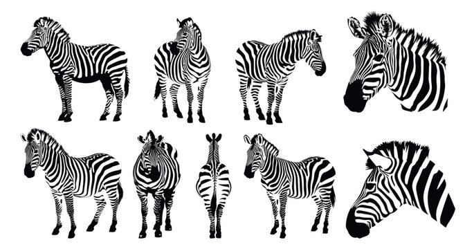 zebras stencil logo silhouette set. zebra monochoric engraving, drawing print horse animal wild africa stripes head vector illustration