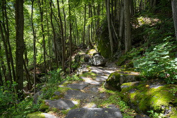 Obraz premium sonte path through the forest