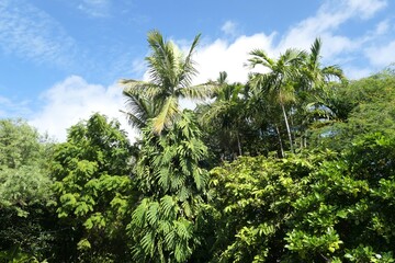 Obraz premium Palm trees tropical botanical garden in Miami Beach, Florida, USA.