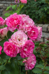 雨露が輝くピンクのバラの花束