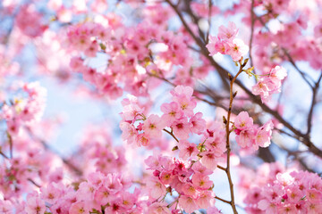 Closed up background of pink color flower sakura (cherry) blossom