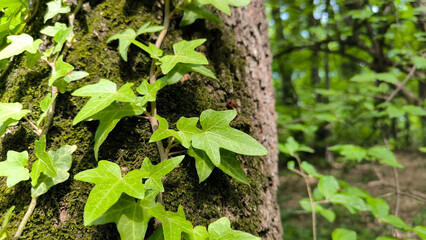 green ivy growing on the tree bark in the forest